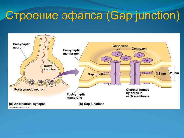 Строение эфапса (Gap junction) 