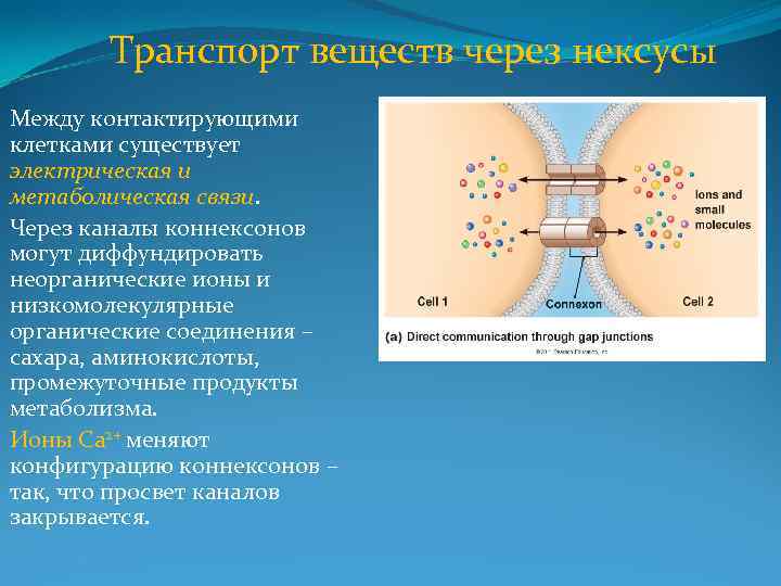 Транспорт веществ через нексусы Между контактирующими клетками существует электрическая и метаболическая связи. Через каналы