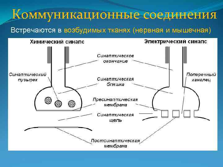 Коммуникационные соединения Встречаются в возбудимых тканях (нервная и мышечная) 