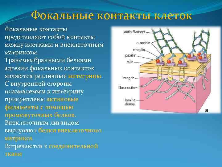 Фокальные контакты клеток Фокальные контакты представляют собой контакты между клетками и внеклеточным матриксом. Трансмембранными