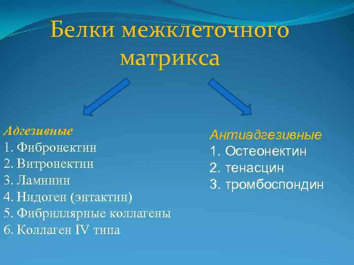Белки межклеточного матрикса Адгезивные 1. Фибронектин 2. Витронектин 3. Ламинин 4. Нидоген (энтактин) 5.