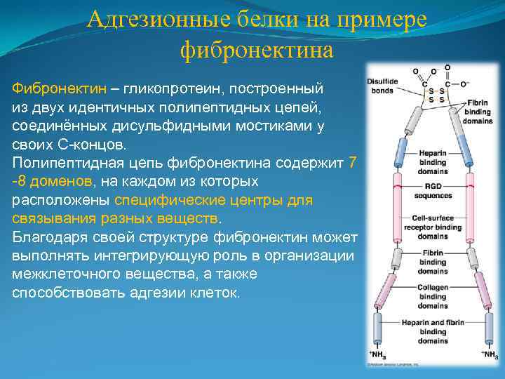 Адгезия нейлона к столу