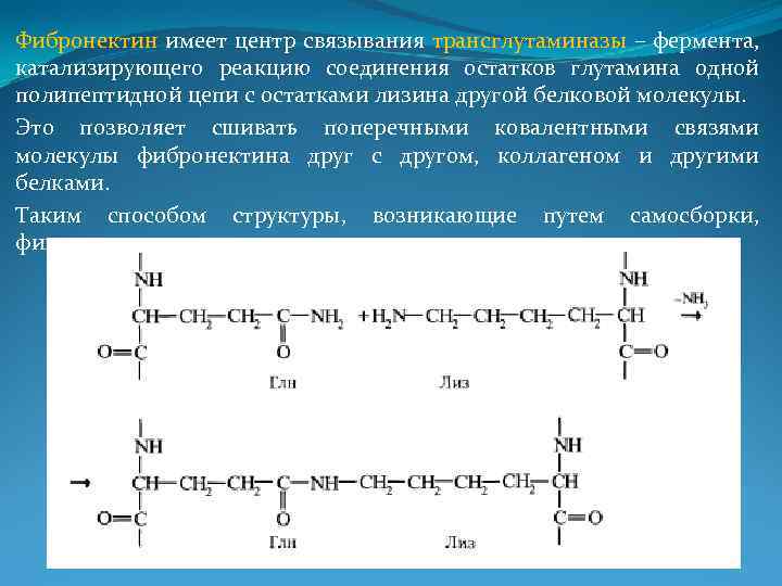 Фибронектин имеет центр связывания трансглутаминазы – фермента, катализирующего реакцию соединения остатков глутамина одной полипептидной