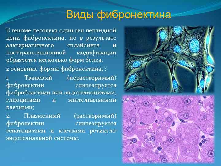 Виды фибронектина В геноме человека один ген пептидной цепи фибронектина, но в результате альтернативного