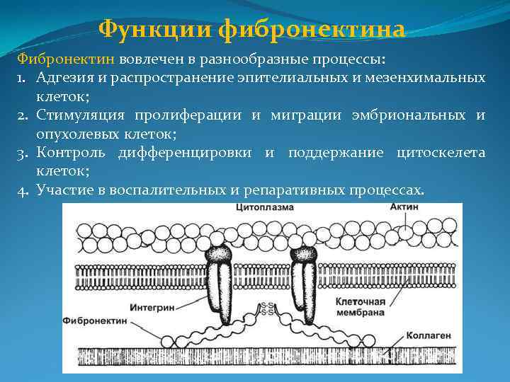 Функции фибронектина Фибронектин вовлечен в разнообразные процессы: 1. Адгезия и распространение эпителиальных и мезенхимальных