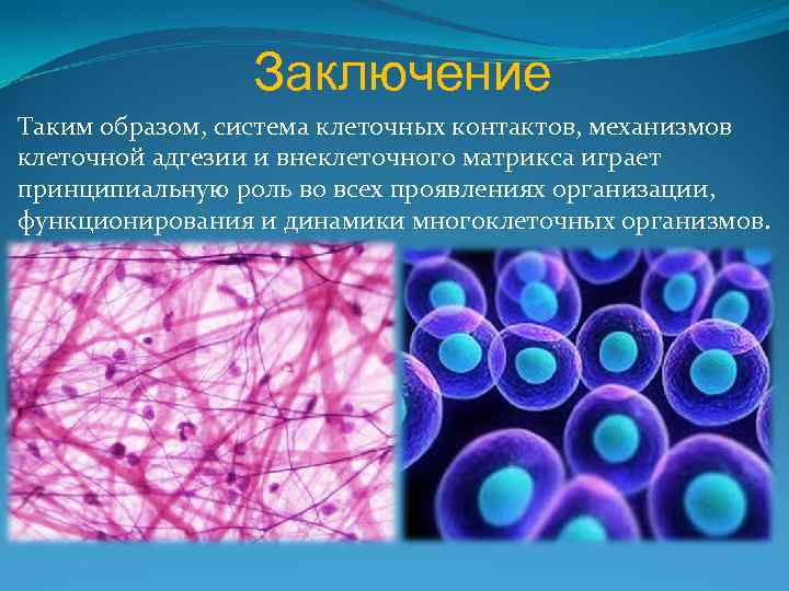Заключение Таким образом, система клеточных контактов, механизмов клеточной адгезии и внеклеточного матрикса играет принципиальную
