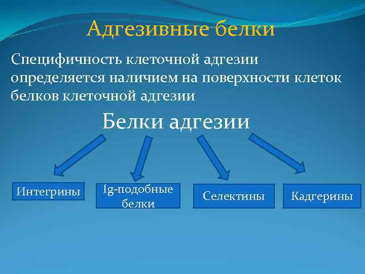 Адгезивные белки Специфичность клеточной адгезии определяется наличием на поверхности клеток белков клеточной адгезии Белки