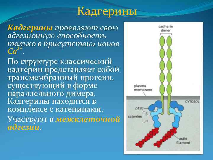 Кадгерины проявляют свою адгезионную способность только в присутствии ионов Ca 2+. По структуре классический