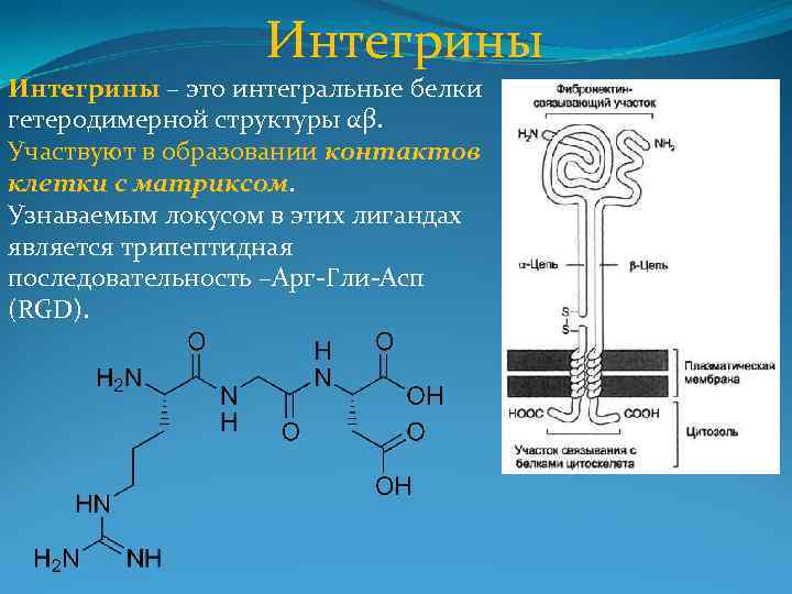 Интегрины – это интегральные белки гетеродимерной структуры αβ. Участвуют в образовании контактов клетки с