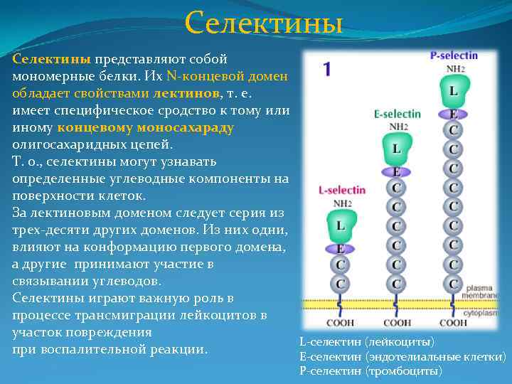 Селектины представляют собой мономерные белки. Их N-концевой домен обладает свойствами лектинов, т. е. имеет