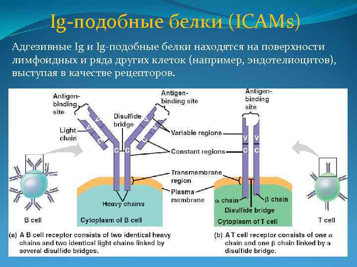 Ig-подобные белки (ICAMs) Адгезивные Ig и Ig-подобные белки находятся на поверхности лимфоидных и ряда