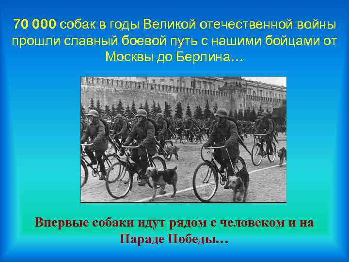 70 000 собак в годы Великой отечественной войны прошли славный боевой путь с нашими