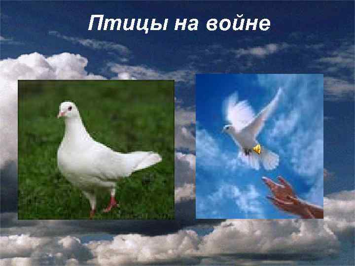 Птицы на войне 