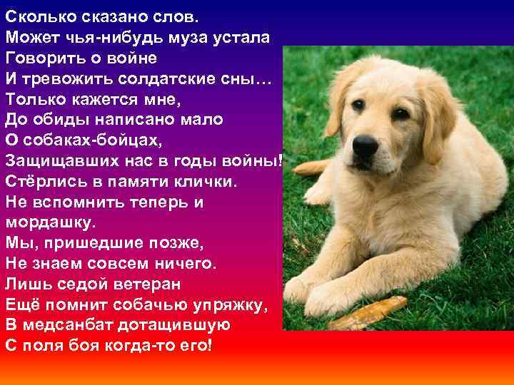 Сколько сказано слов. Может чья-нибудь муза устала Говорить о войне И тревожить солдатские сны…