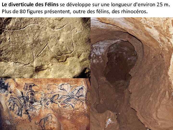 Le diverticule des Félins se développe sur une longueur d'environ 25 m. Plus de