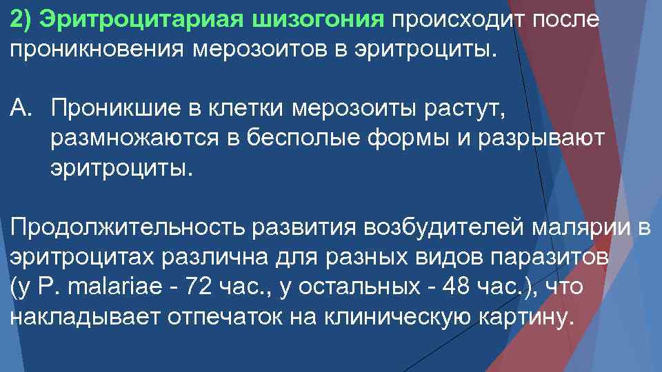 2) Эритроцитариая шизогония происходит после проникновения мерозоитов в эритроциты. A. Проникшие в клетки мерозоиты