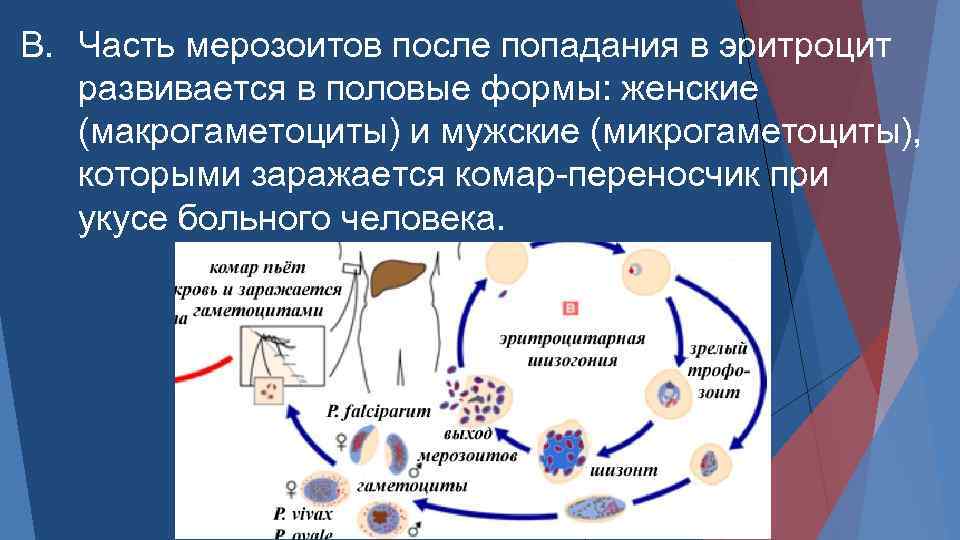 Клиническая картина малярии характеризуется