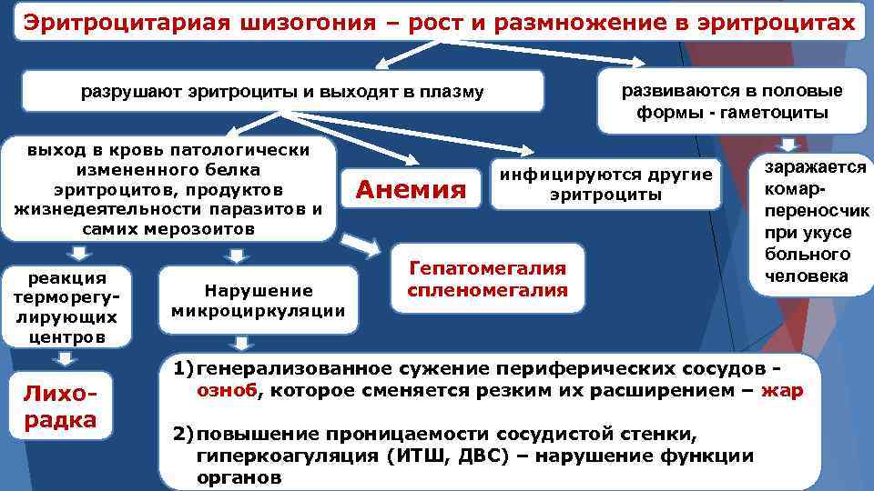 Эритроцитариая шизогония – рост и размножение в эритроцитах развиваются в половые формы - гаметоциты
