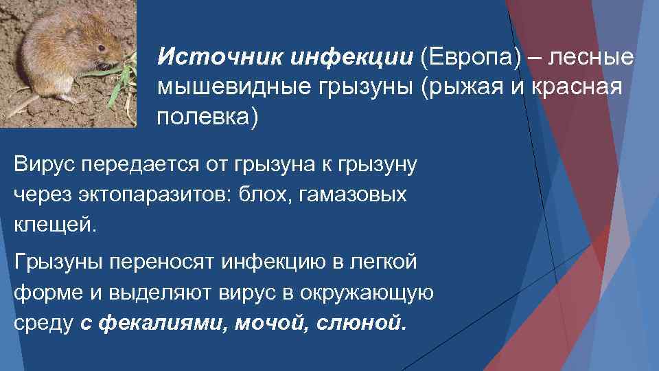 Источник инфекции (Европа) – лесные мышевидные грызуны (рыжая и красная полевка) Вирус передается от