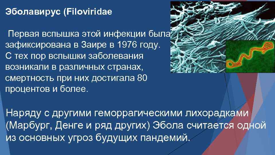 Эболавирус (Filoviridae Первая вспышка этой инфекции была зафиксирована в Заире в 1976 году. С