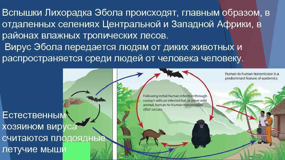 Вспышки Лихорадка Эбола происходят, главным образом, в отдаленных селениях Центральной и Западной Африки, в