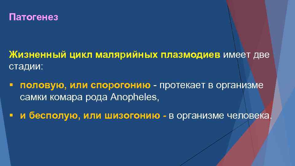 Патогенез Жизненный цикл малярийных плазмодиев имеет две стадии: § половую, или спорогонию протекает в