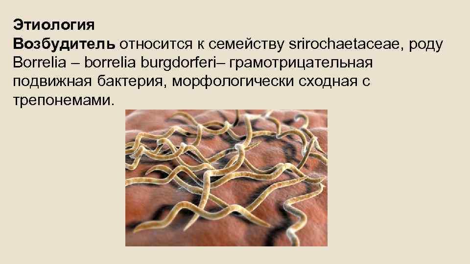 Этиология Возбудитель относится к семейству srirochaetасеае, роду Воrrelia – borrelia burgdorferi– грамотрицательная подвижная бактерия,