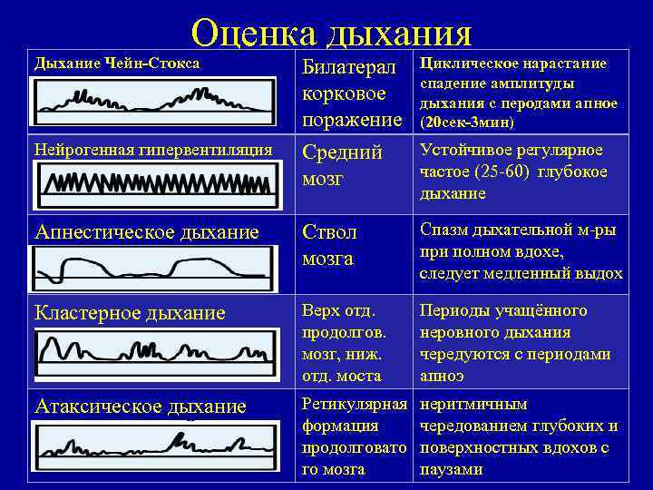 Оценка дыхания Дыхание Чейн-Стокса Нейрогенная гипервентиляция Билатерал Циклическое нарастание спадение амплитуды корковое дыхания с