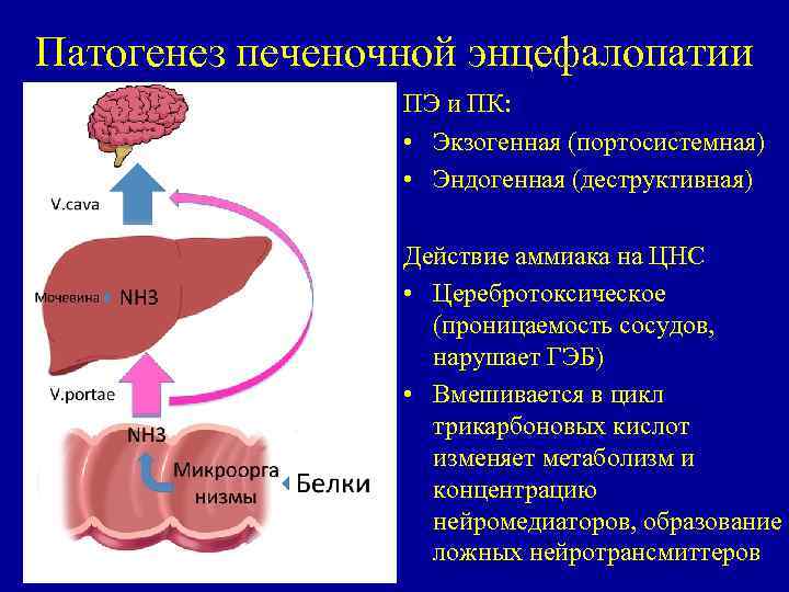 Патогенез печеночной энцефалопатии. Механизм развития печеночной энцефалопатии. Печеночная энцефалопатия этиология и патогенез. Схема патогенеза печеночной энцефалопатии. Патогенез энцефалопатии.