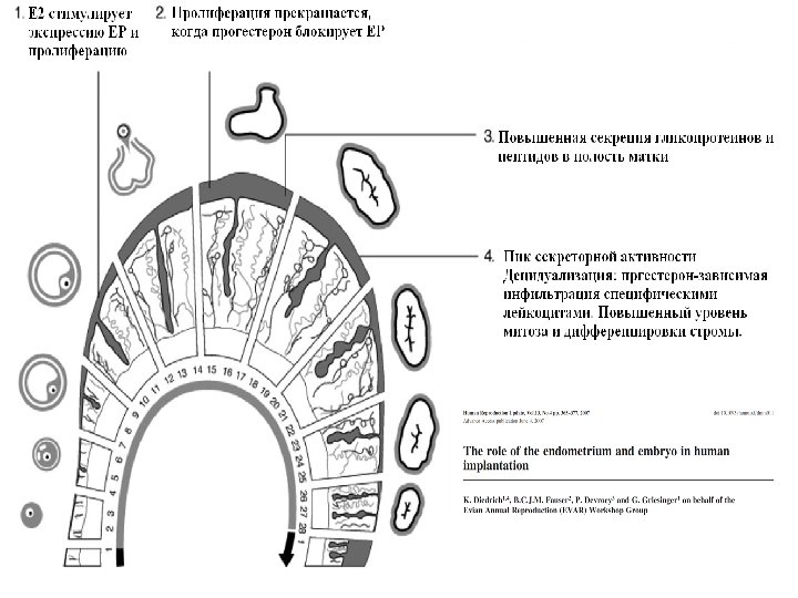 Роль эндометрия и эмбриона в имплантации у человека 