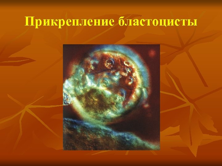 Прикрепление бластоцисты 