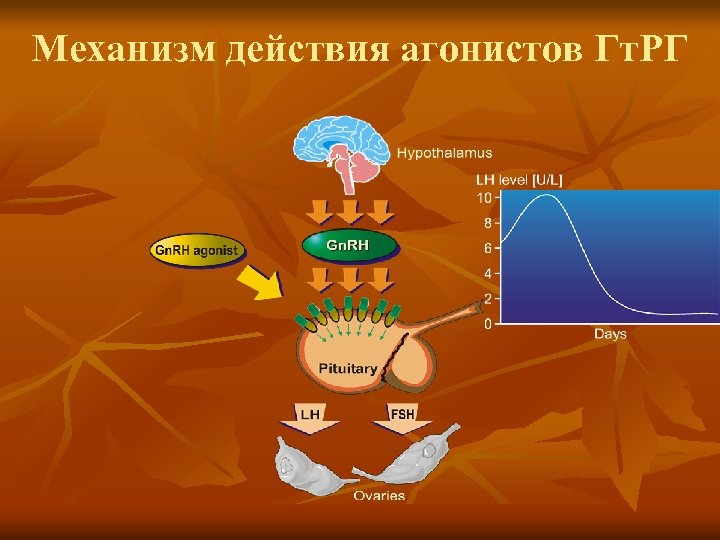Механизм действия агонистов Гт. РГ 
