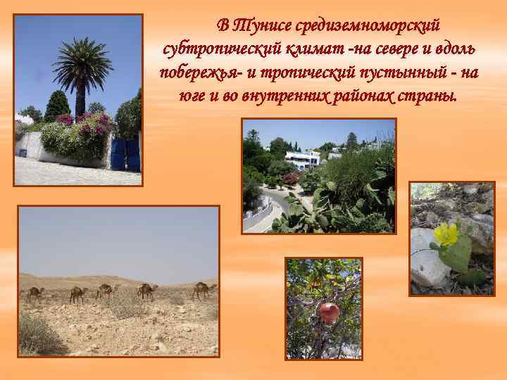 В Тунисе средиземноморский субтропический климат -на севере и вдоль побережья- и тропический пустынный -