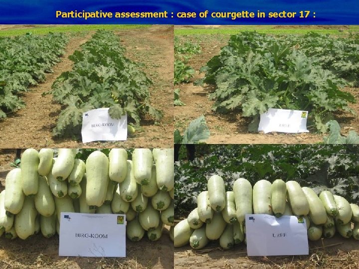 Participative assessment : case of courgette in sector 17 : 