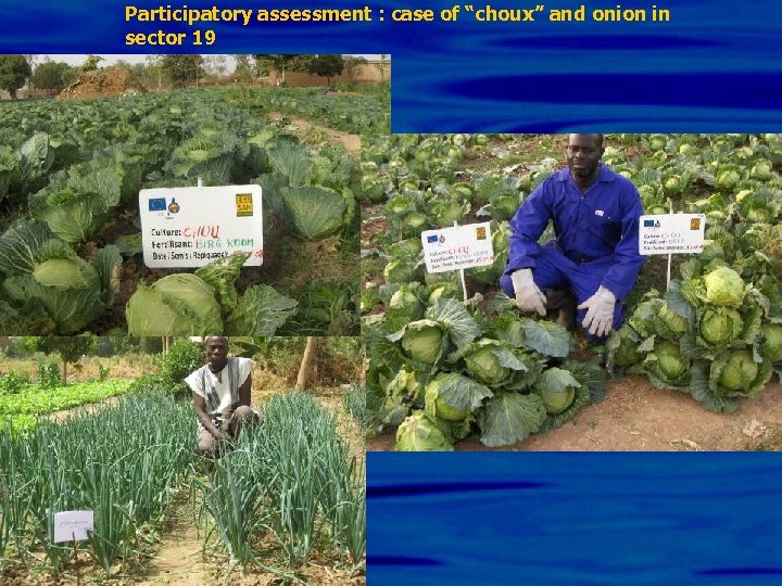 Participatory assessment : case of “choux” and onion in sector 19 