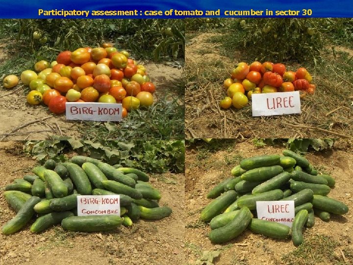Participatory assessment : case of tomato and cucumber in sector 30 