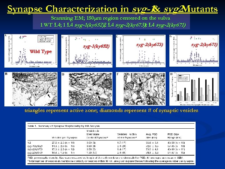Synapse Characterization in syg-1& syg 2 Mutants Scanning EM; 150μm region centered on the