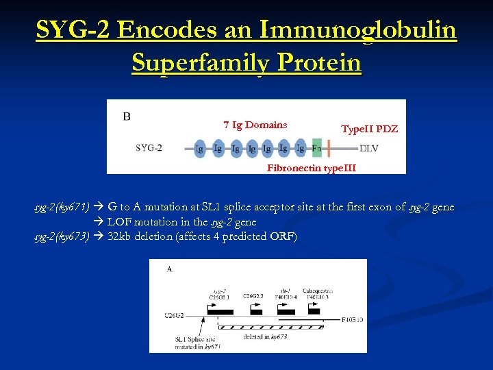 SYG-2 Encodes an Immunoglobulin Superfamily Protein 7 Ig Domains Type. II PDZ Fibronectin type.