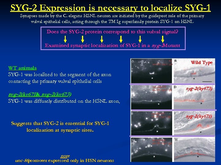 SYG-2 Expression is necessary to localize SYG-1 Synapses made by the C. elegans HSNL