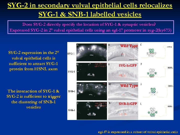 SYG-2 in secondary vulval epithelial cells relocalizes SYG-1 & SNB-1 labelled vesicles Does SYG-2