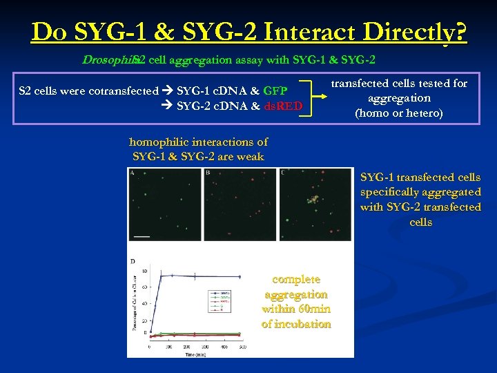 Do SYG-1 & SYG-2 Interact Directly? Drosophila cell aggregation assay with SYG-1 & SYG-2