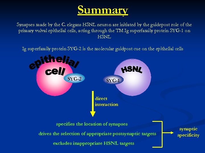 Summary Synapses made by the C. elegans HSNL neuron are initiated by the guidepost