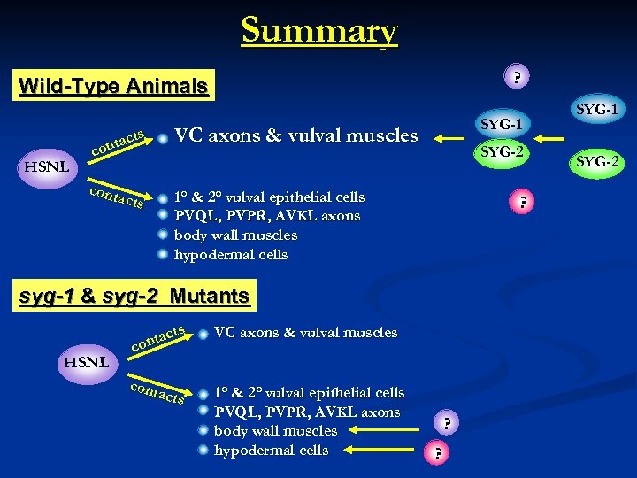 Summary ? Wild-Type Animals HSNL ts ntac co cont acts SYG-1 VC axons &