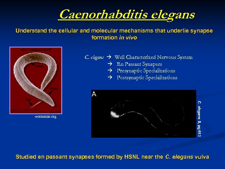 Caenorhabditis elegans Understand the cellular and molecular mechanisms that underlie synapse formation in vivo