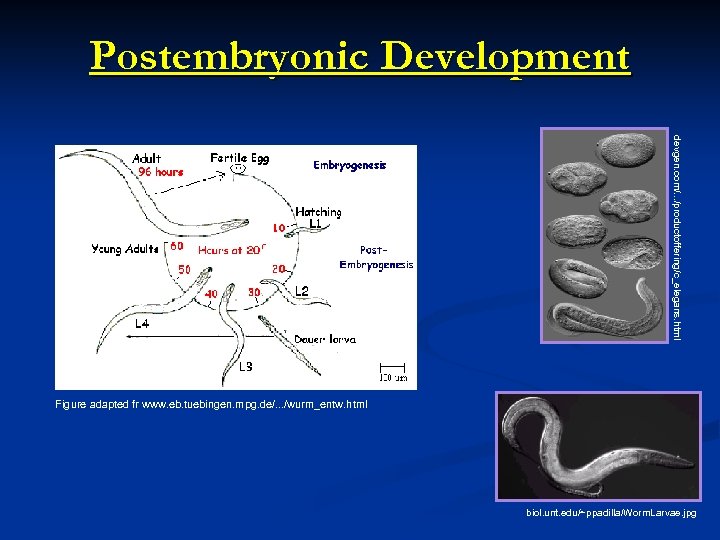 Postembryonic Development devgen. com/. . . /productoffering/c_elegans. html Figure adapted fr www. eb. tuebingen.