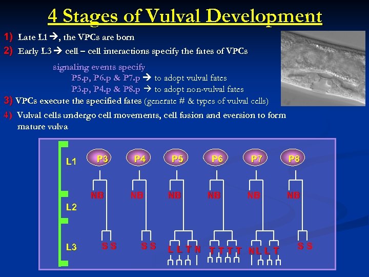 4 Stages of Vulval Development 1) Late L 1 , the VPCs are born