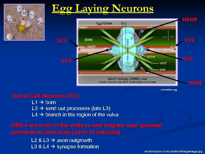 Egg Laying Neurons HSNR VC 6 VC 3 VC 5 VC 4 HSNL wormatlas.