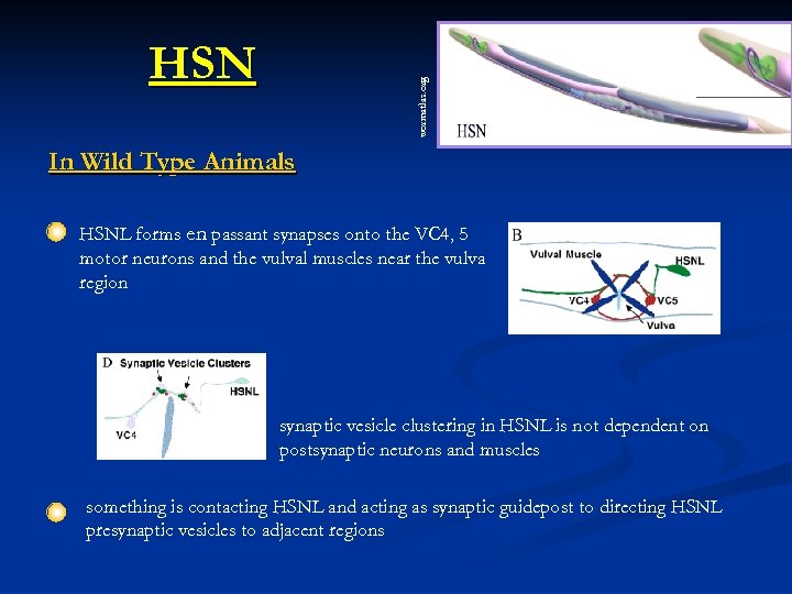 wormatlas. org HSN In Wild Type Animals HSNL forms en passant synapses onto the