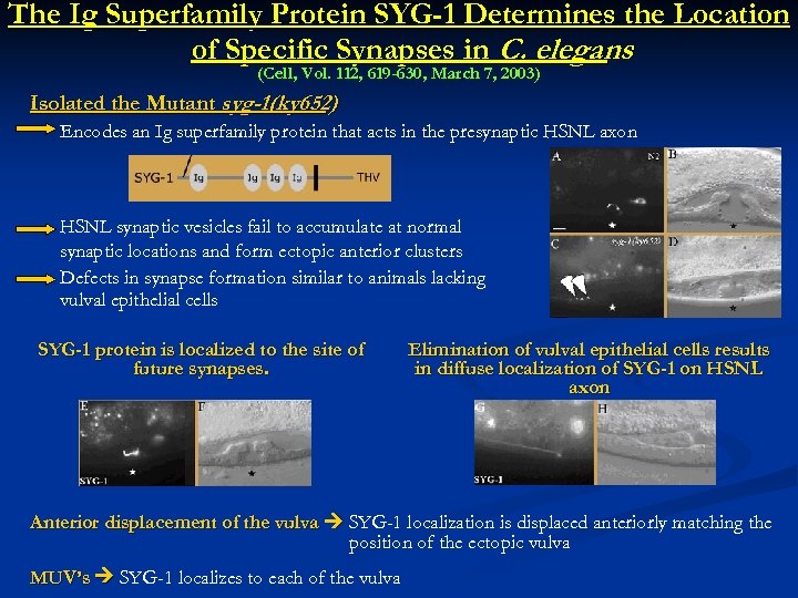 The Ig Superfamily Protein SYG-1 Determines the Location of Specific Synapses in C. elegans