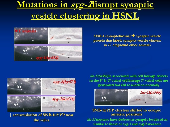 Mutations in syg-2 disrupt synaptic vesicle clustering in HSNL WT animals SNB-1 (synaptobrevin) synaptic